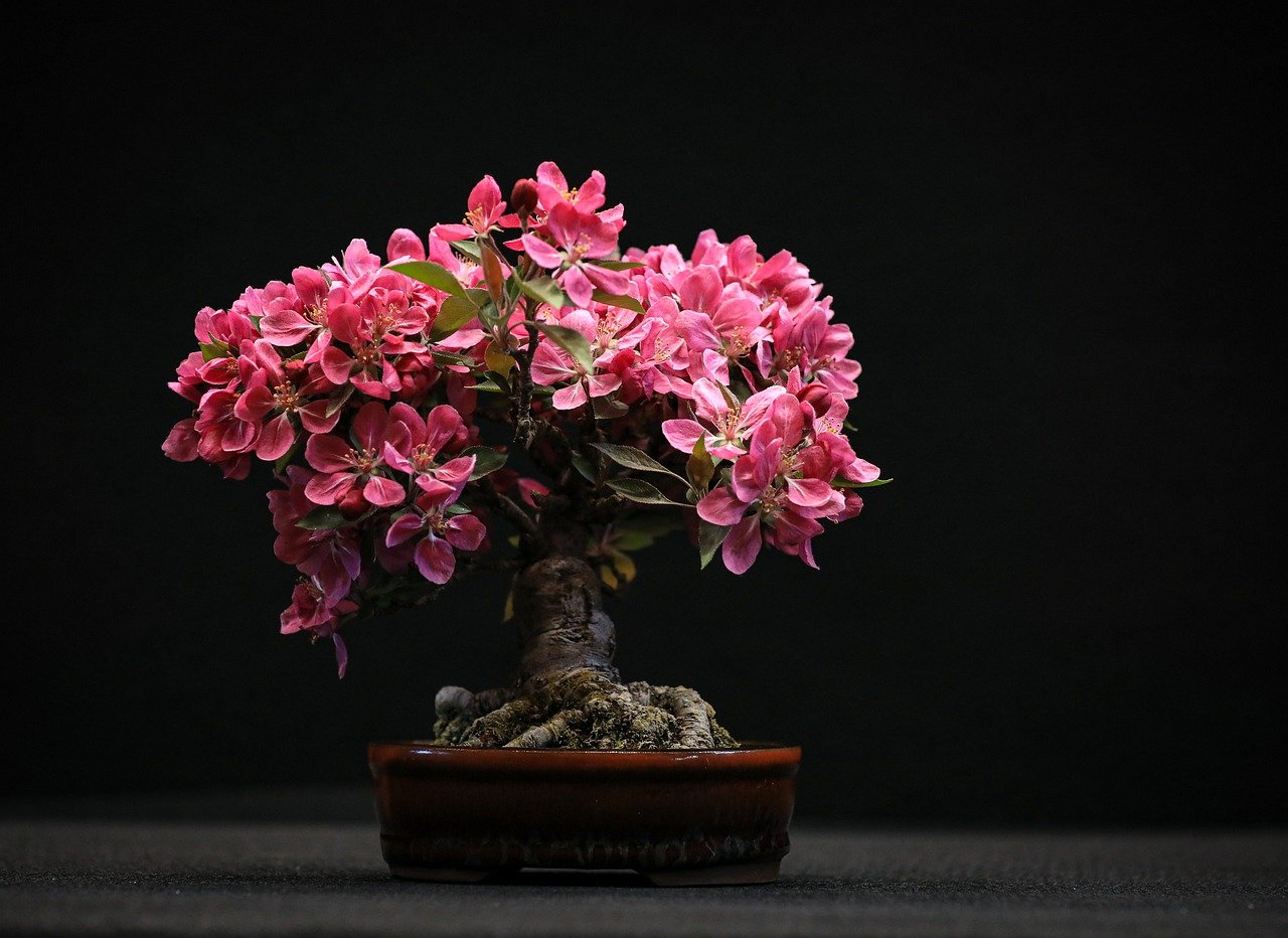 Die natrliche Schnheit der knstlichen Bonsai-Bume: Perfekte Altern   BEPANO