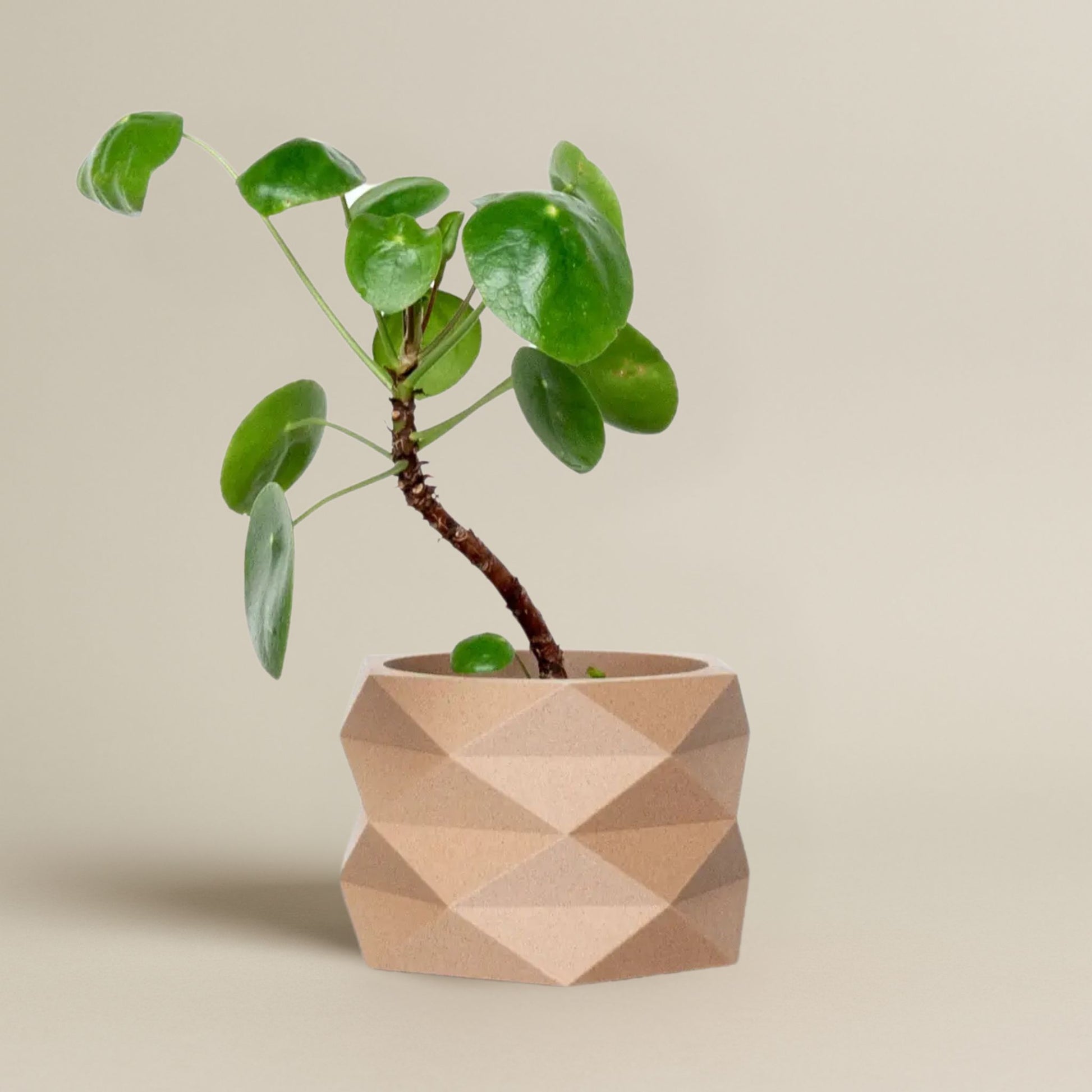 Moderner Blumentopf DIAMANT in Beige mit geometrischem Facettenmuster und grüner Pflanze, vor weißem Hintergrund.