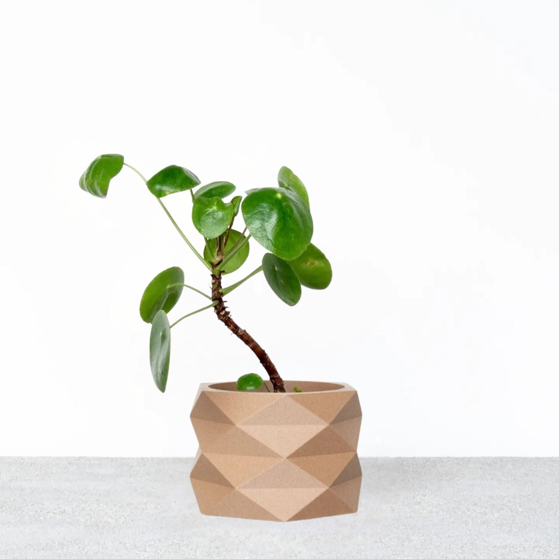 Minimalistischer Blumentopf DIAMANT in Beige mit geometrischem Muster und Pflanze, vor neutralem Hintergrund.