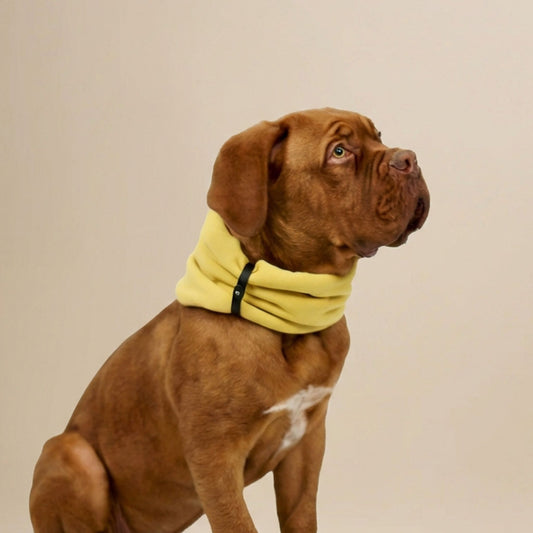 Hund trägt gelbes Hundehalstuch aus weichem Stoff mit Lederdetail am Hals