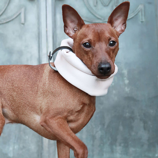 Hund trägt beiges Hundehalstuch aus Stoff