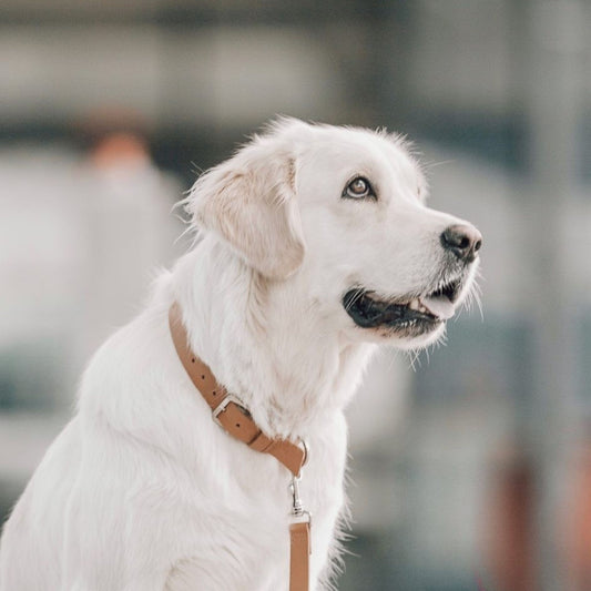 Weißer Hund mit hochwertigem Leder-Hundehalsband in Caramel, zeitloses Design für stilvolle Spaziergänge
