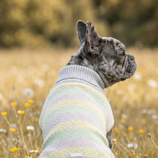 Hund trägt grauen Hundepullover Pullo mit Muster bei Spaziergang auf der Wiese