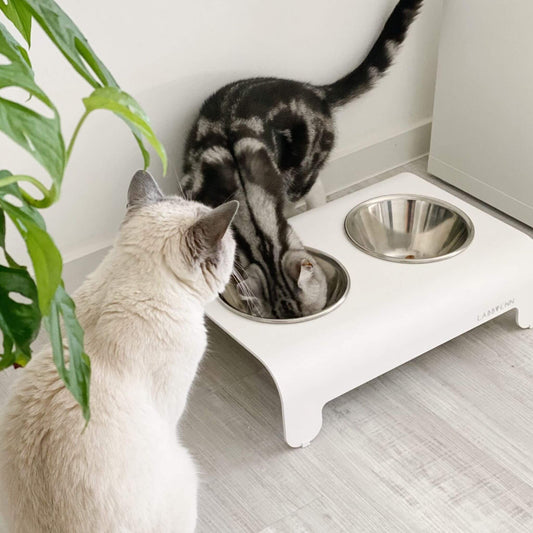 Zwei Katzen fressen aus einem weißen, erhöhten Doppelfutternapf mit Edelstahlschalen in einer modernen Küche.