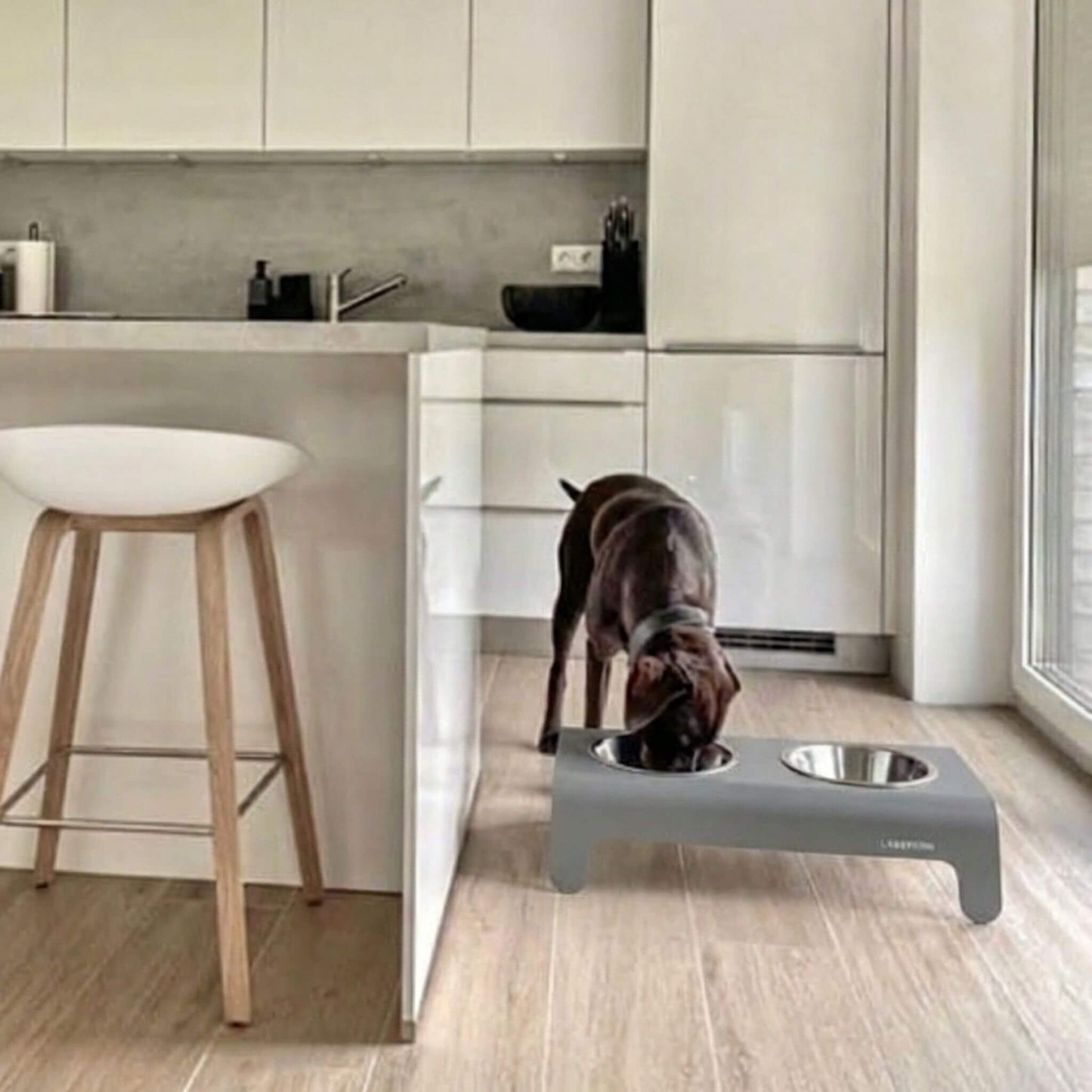 Hund frisst aus erhöhtem Futternapf in moderner Küche