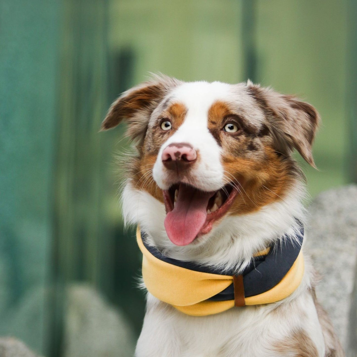 Hund mit Halswärmer für Hunde in Gold-Grau, wärmender Winter-Neckwarmer beim Spaziergang