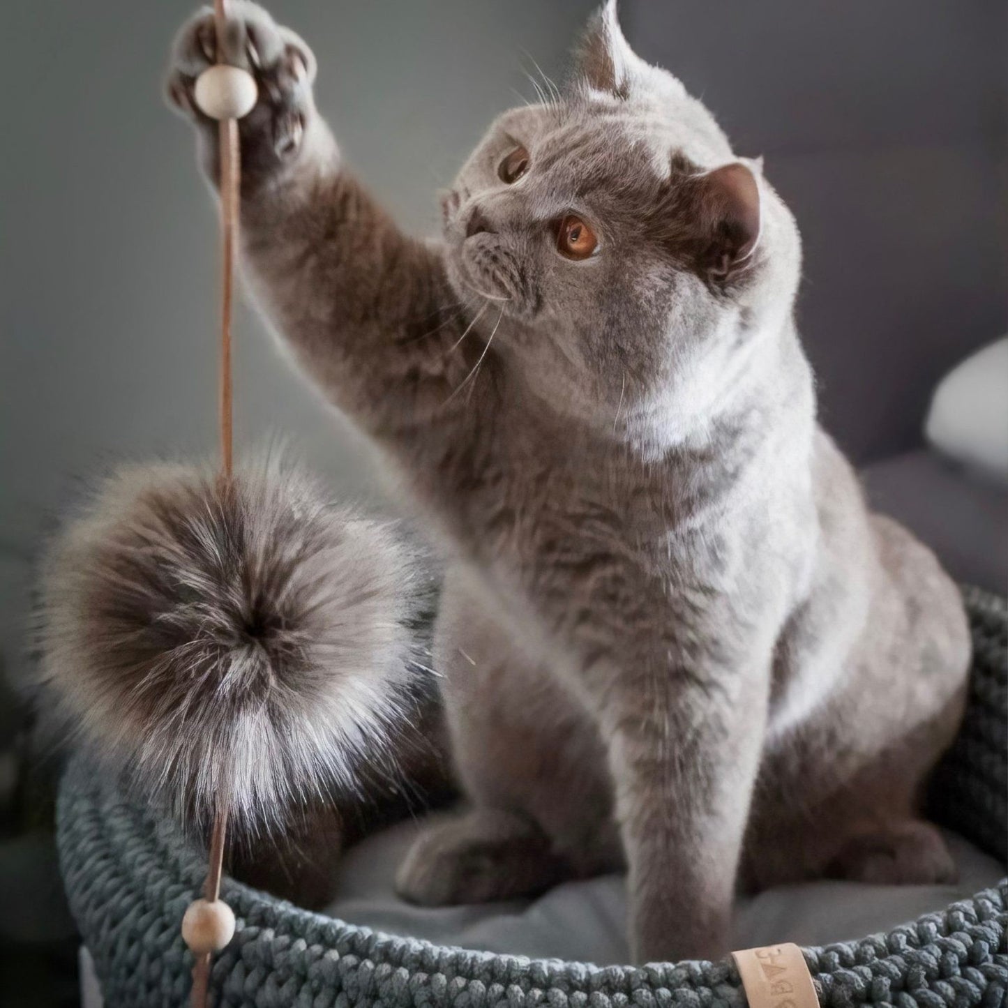 Katze spielt mit Katzenspielzeug Tollo in Anthrazit