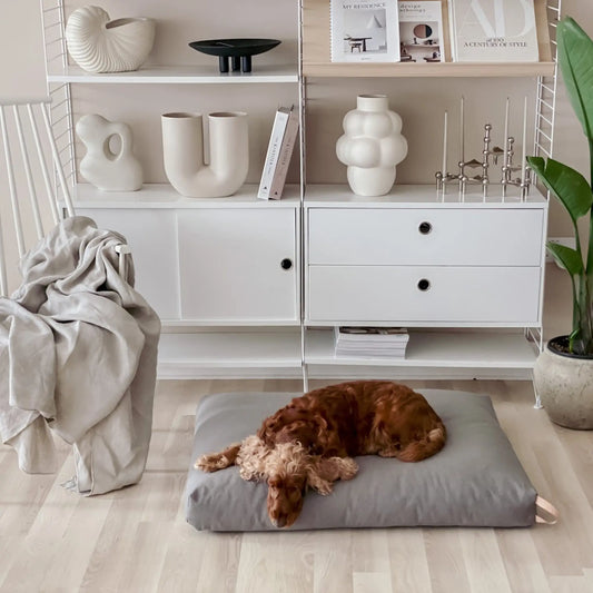 Hund liegt entspannt auf einem hellbeigen Hundekissen in einem stilvollen, hellen Wohnzimmer mit Regal und Wohnaccessoires