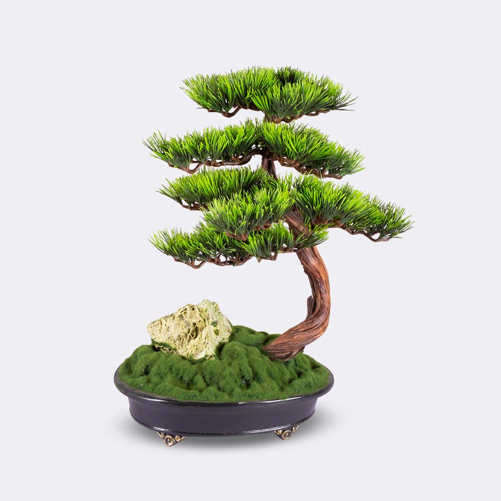Bonsai Baum "Astrea Thuja" - BEPANO