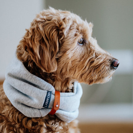 Hund trägt hellgraues Hundehalstuch aus weichem Stoff mit Lederdetail am Hals