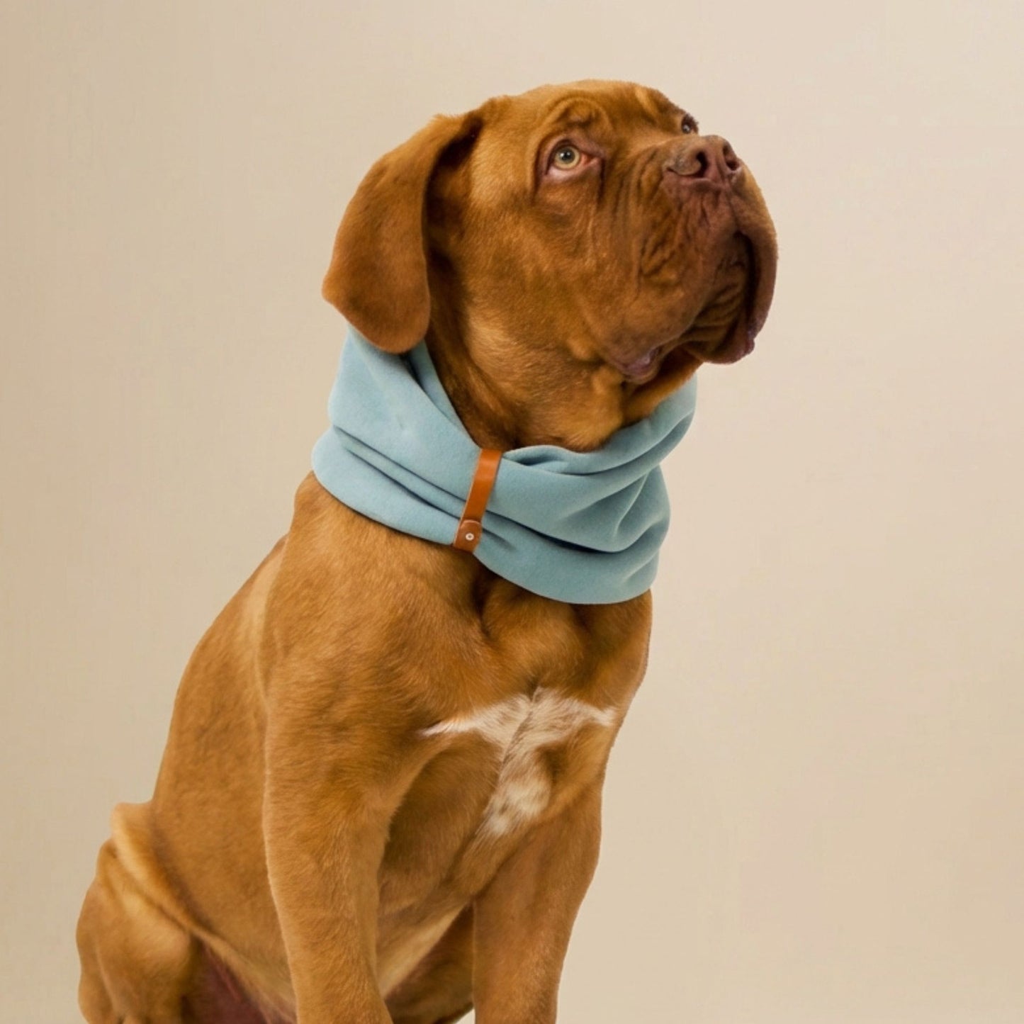 Hund mit braunem Fell trägt ein hellblaues Hundehalstuch aus Stoff und blickt aufmerksam nach oben.