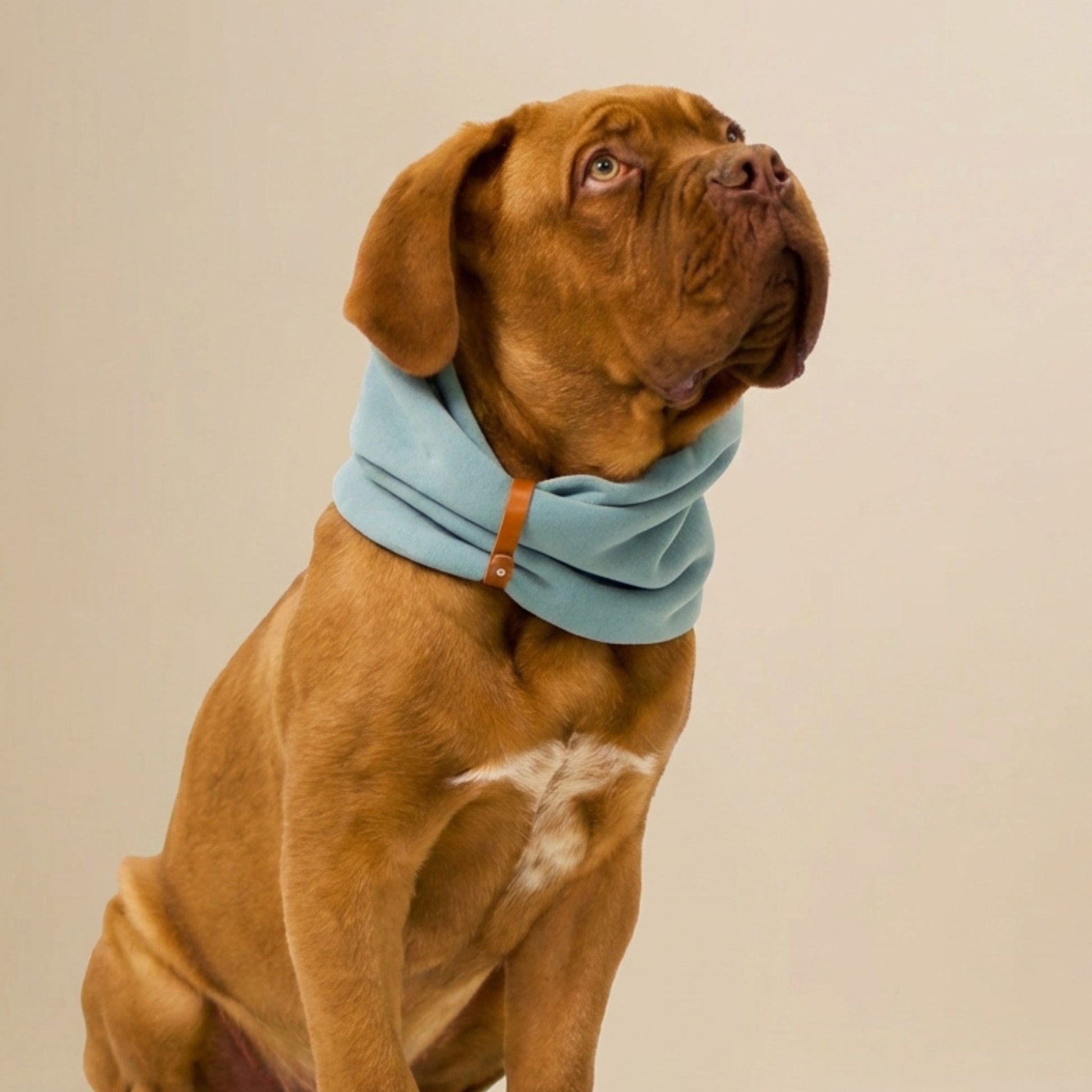 Hund mit braunem Fell trägt ein hellblaues Hundehalstuch aus Stoff und blickt aufmerksam nach oben.