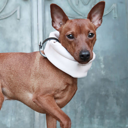 Hund trägt beiges Hundehalstuch aus Stoff