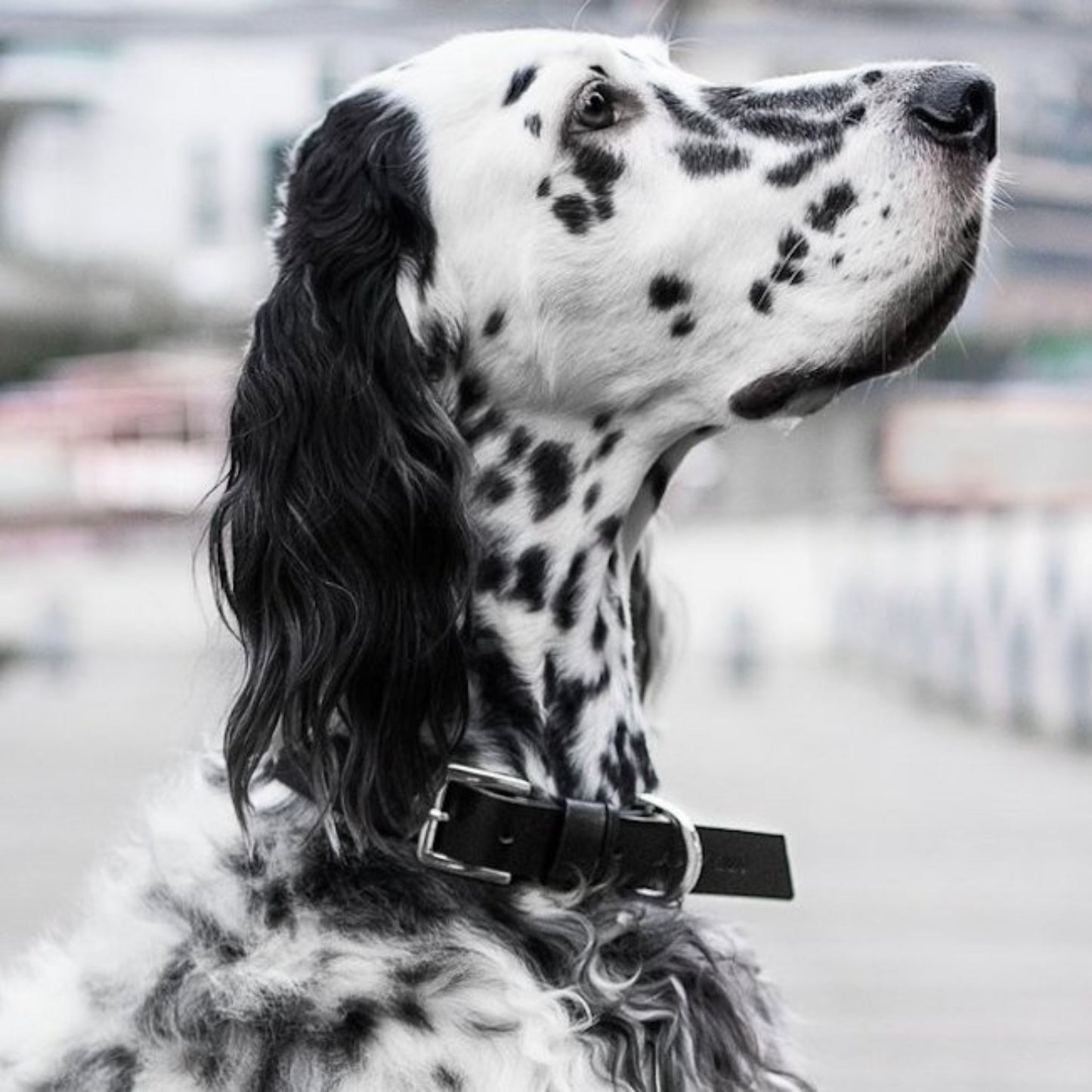 Gepunkteter Hund trägt schwarzes Leder-Hundehalsband mit Metallverschluss im Profil.