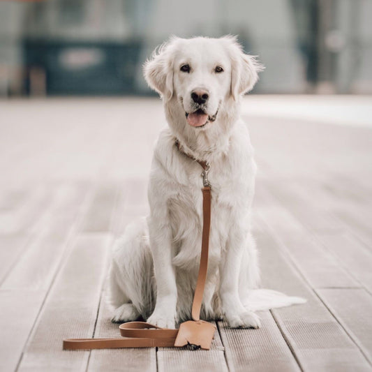 Hund mit Lederleine Lussa in Camel beim Spaziergang, hochwertige Hundeleine aus Leder