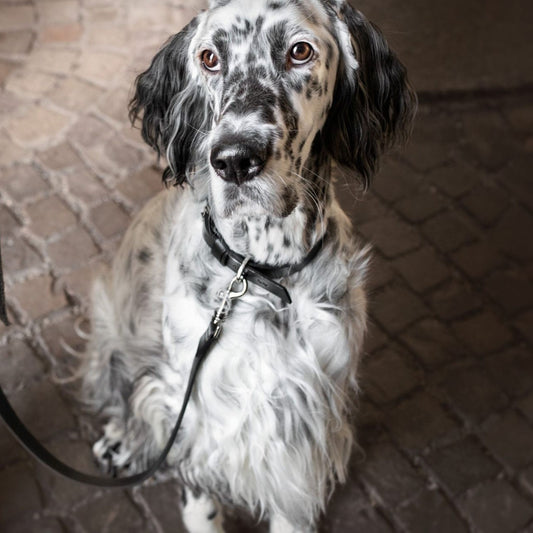 Gefleckter Hund mit schwarzem Lederhalsband