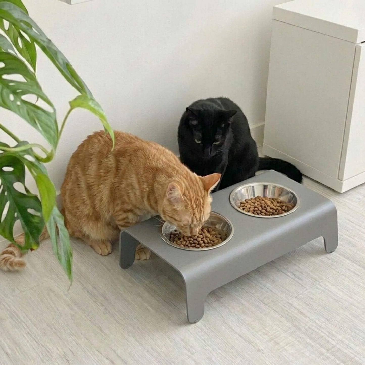 Futternapf für Katzen mit zwei Edelstahlschalen, Katzen beim Fressen