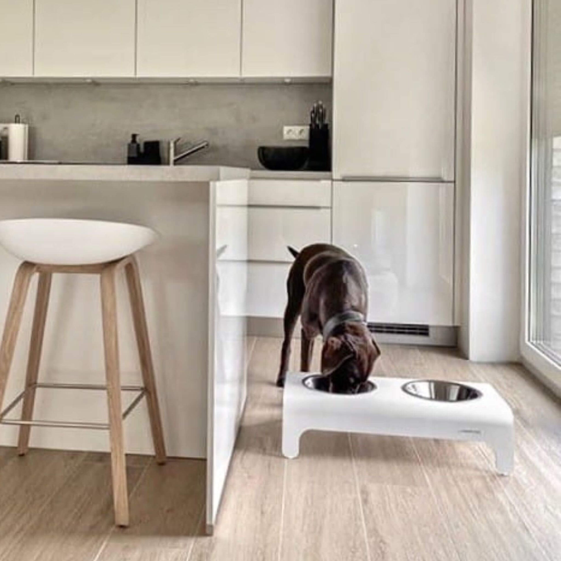 Hund frisst aus einem weißen, erhöhten Futternapf mit zwei Edelstahlschalen in einer minimalistischen Küche.
