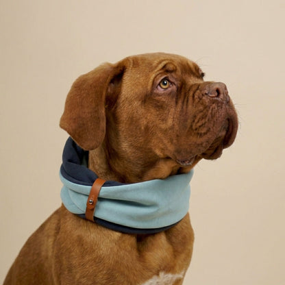 Hund mit Halswärmer für Hunde in Türkis und Anthrazit, wärmendes Hundehalstuch für Herbst und Winter