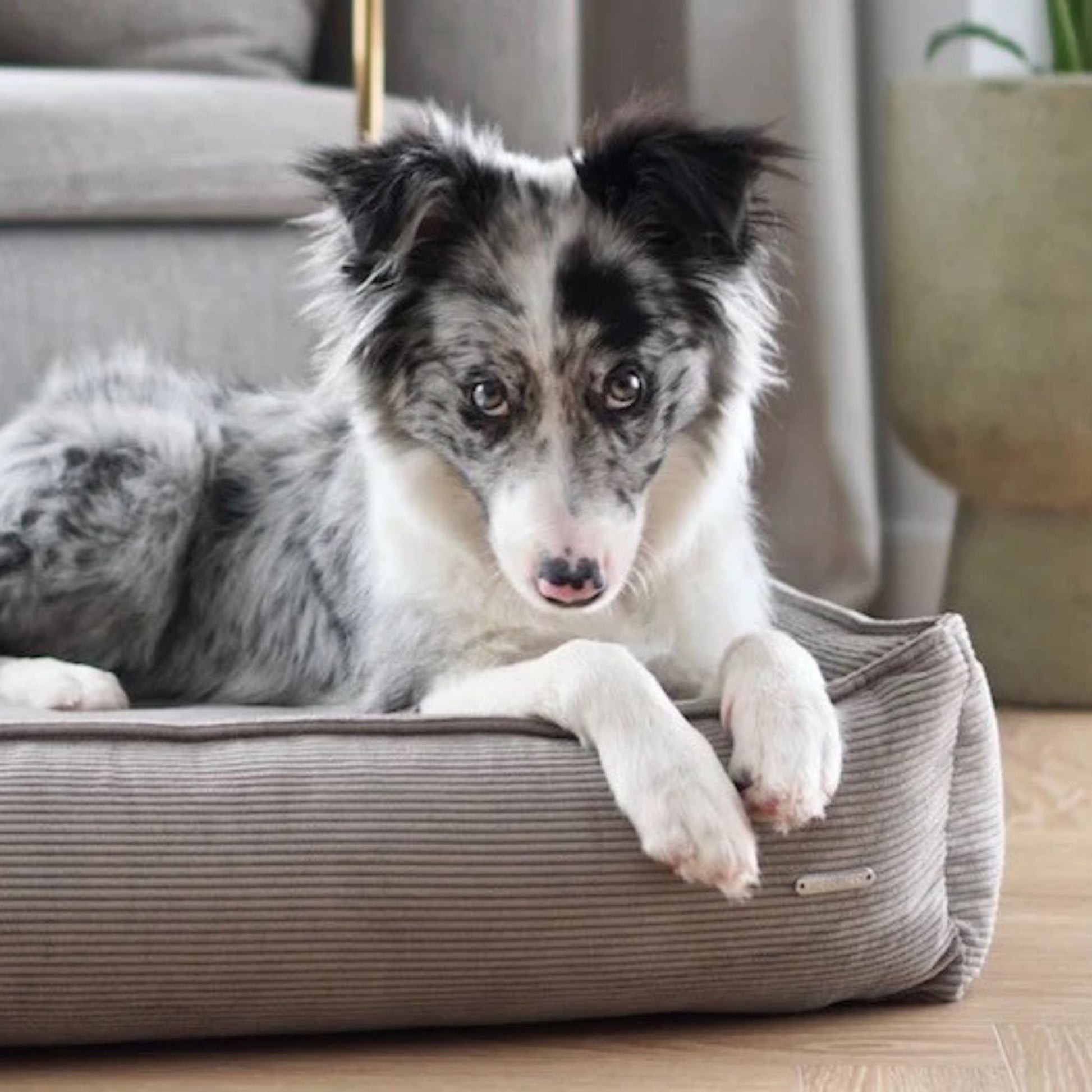 Hund liegt entspannt auf mokkafarbenem Hundebett aus Cordstoff in modernem Wohnraum