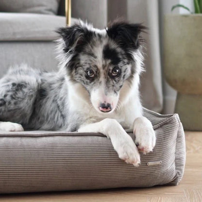 Hund liegt entspannt auf mokkafarbenem Hundebett aus Cordstoff in modernem Wohnraum