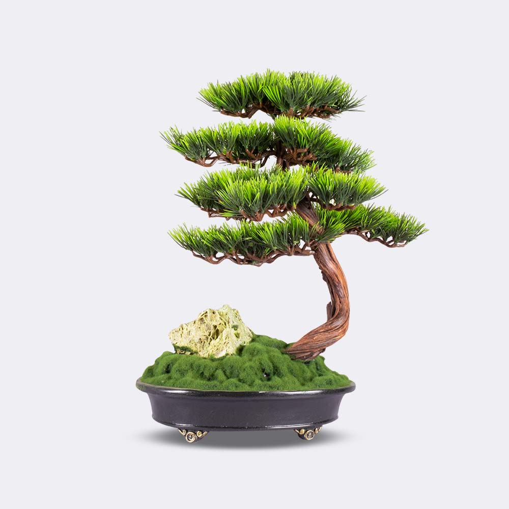 Bonsai Baum "Astrea Thuja" - BEPANO