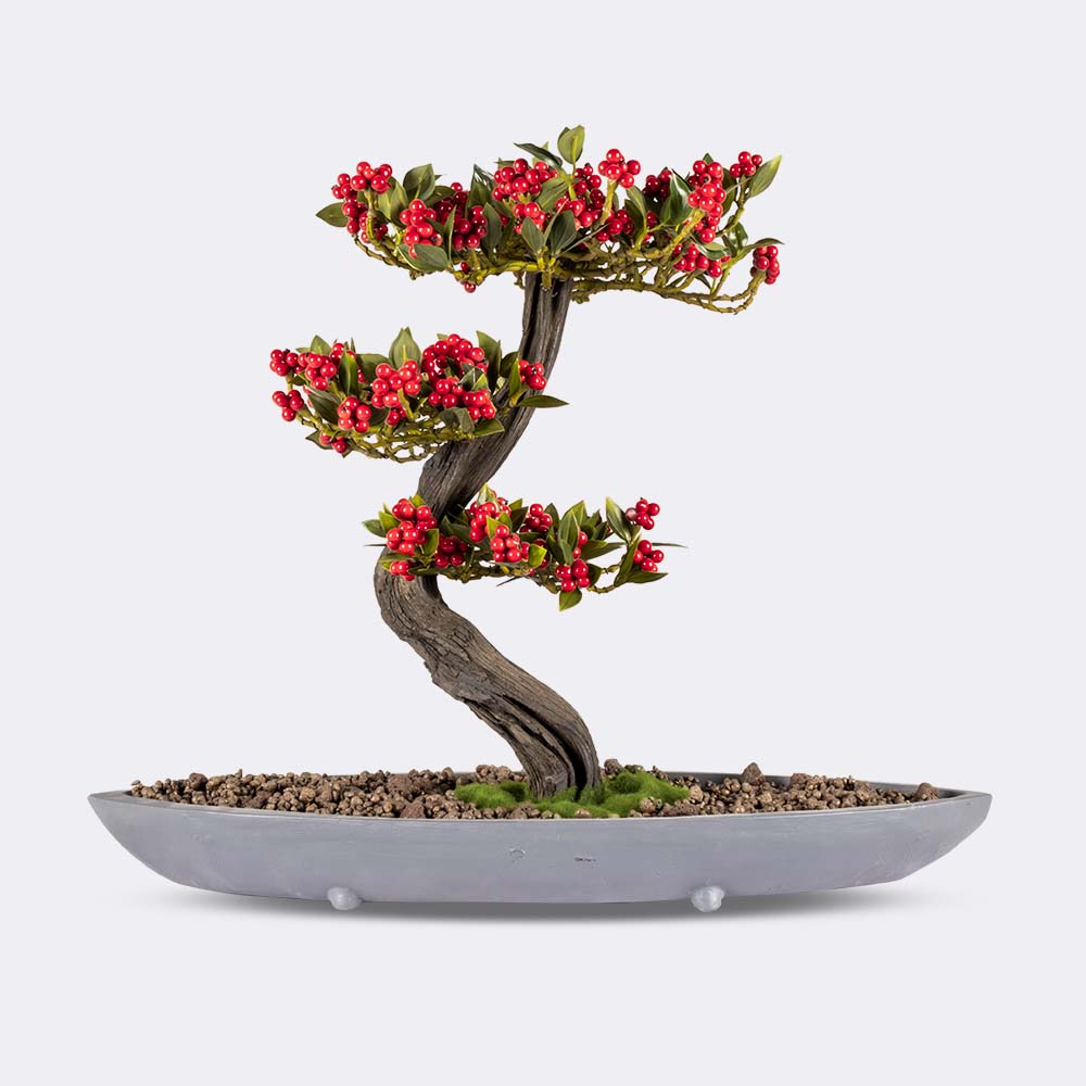 Bonsai Baum "Nacis Coffea" - BEPANO